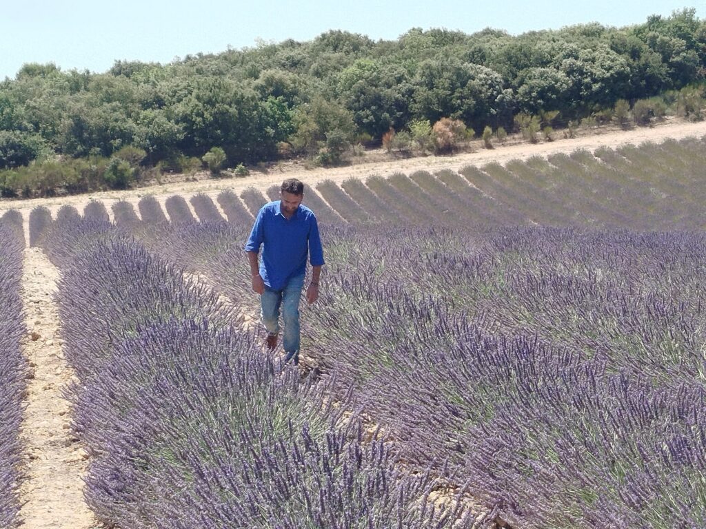 Au cœur des lavandes de Valensole – L'inspiration d'Enfant de la Provence