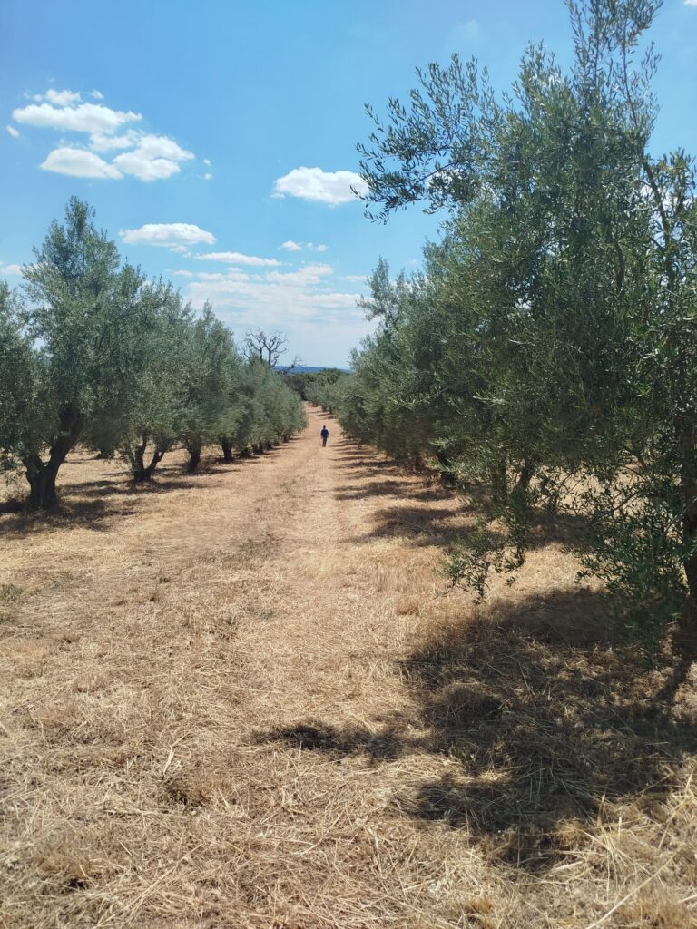 Les oliviers, un autre visage de la Provence.