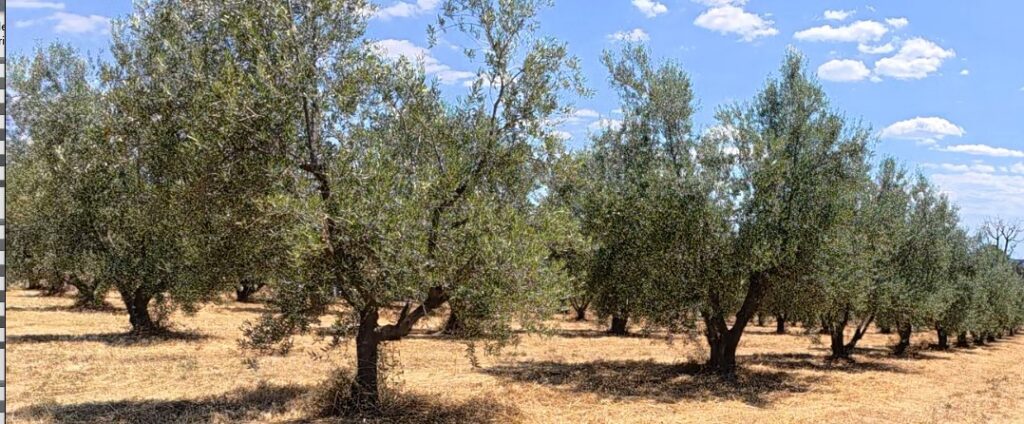 Les oliveraies, l'âme silencieuse de la Provence.